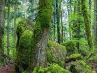 Einzelner Baum zwischen bemoosten Felsblöcken